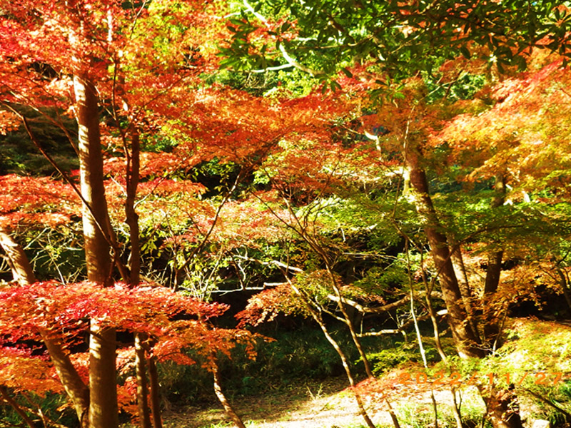 2022年11月27日「六甲大師道　紅葉狩り」